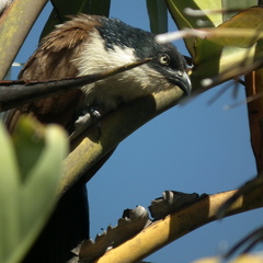 Centropus superciliosus burchellii