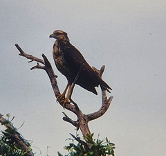 Buteogallus