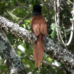 Terpsiphone viridis granti