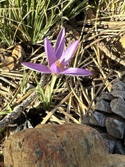 Crocus serotinus