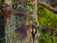 Hohenbuehelia unguicularis