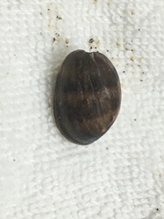 Bulla gouldiana