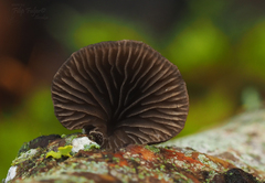 Hohenbuehelia unguicularis