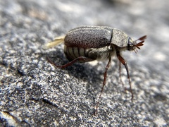 Phyllophaga lanceolata