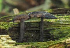 Hydropus atramentosus