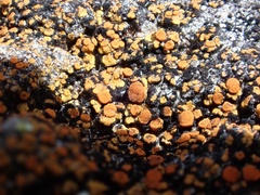 Xanthocarpia feracissima