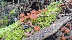 Tubariaceae