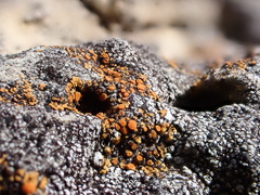 Xanthocarpia feracissima