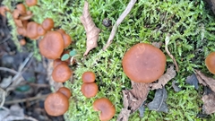 Tubariaceae