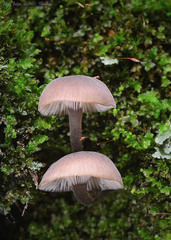 Hydropus marginellus