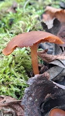Tubariaceae