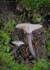 Hydropus marginellus