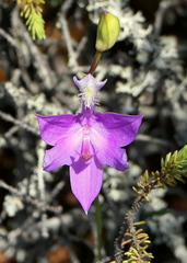 Calopogon tuberosus