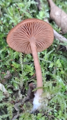 Tubariaceae