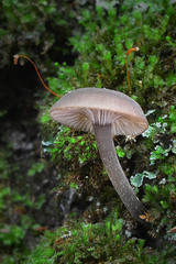 Hydropus marginellus