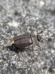 Phyllophaga lanceolata