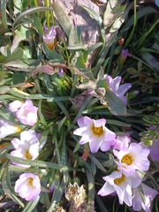 Calandrinia affinis