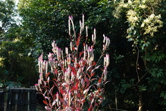 Celosia spicata