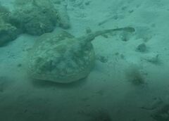 Urobatis jamaicensis