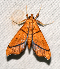 Anarmodia arcadiusalis