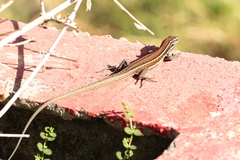 Gallotia caesaris gomerae