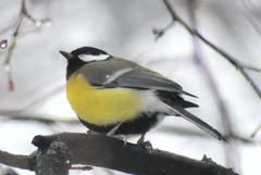 Parus major