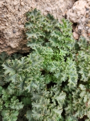Phacelia pedicellata