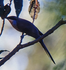 Coccyzus melacoryphus