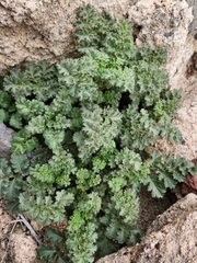 Phacelia pedicellata