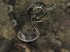 Leptodeira bakeri