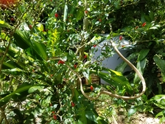 Oxybelis potosiensis