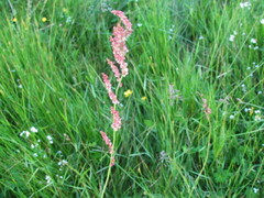 Rumex acetosa