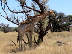 Giraffa camelopardalis