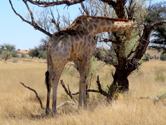 Giraffa camelopardalis