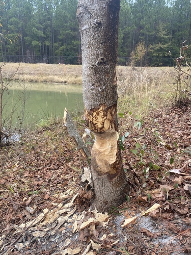 American Beaver photographed in Georgia