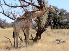 Giraffa camelopardalis