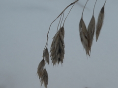 Bromus kalmii