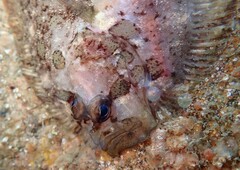 Zeugopterus punctatus