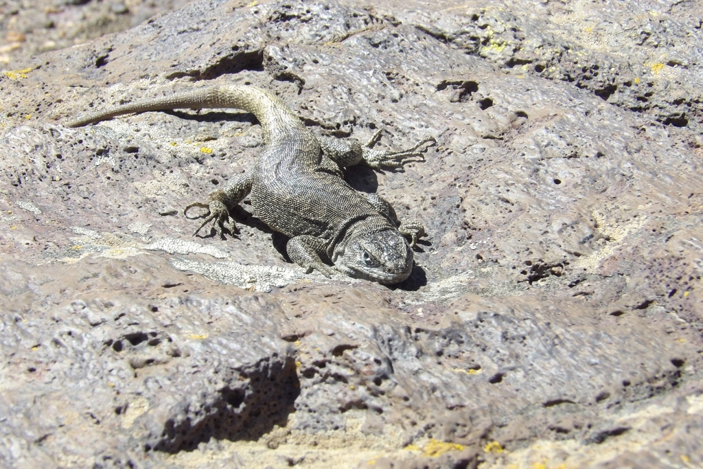 Liolaemus sagei