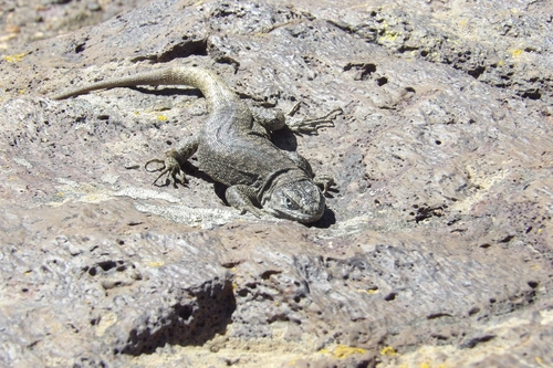 Liolaemus sagei
