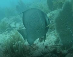 Pomacanthus arcuatus