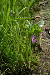Lathyrus palustris