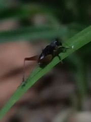 Trigonidium cicindeloides