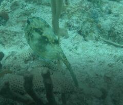 Acanthostracion quadricornis