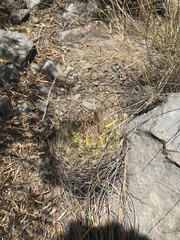 Eriosyce curvispina