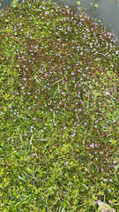 Lindernia grandiflora