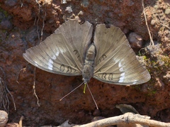 Euthalia aconthea meridionalis