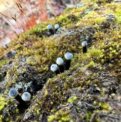 Holwayaceae