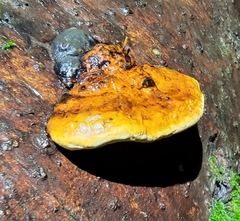 Fomitopsis