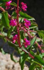 Penstemon clevelandii clevelandii